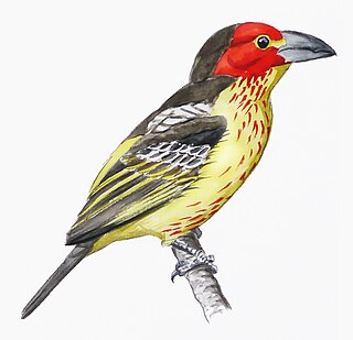 <span class="mw-page-title-main">Vieillot's barbet</span> Species of bird