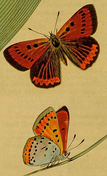 File:Lycaena phlaeasTypeSpImagesCurtis1828.jpg