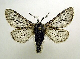 <i>Lycia pomonaria</i> Species of moth