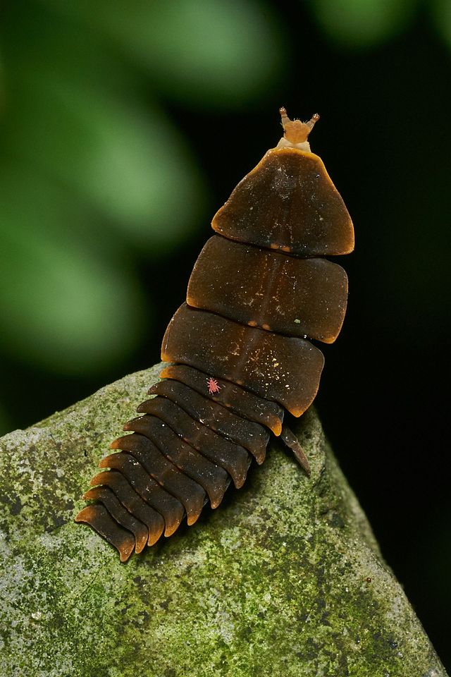 Бескрылая самка жука из рода Platerodrilus, известного как «жуки-трилобиты»