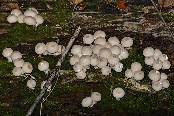 Lycoperdon sp.