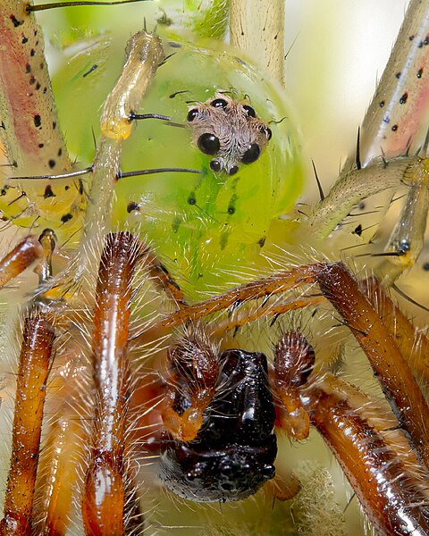 File:LynxSpider Hunt macrogiants E.jpg