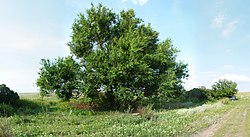 Landschaft im Bezirk Lysogorsky