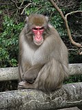 Macaca fuscata için küçük resim