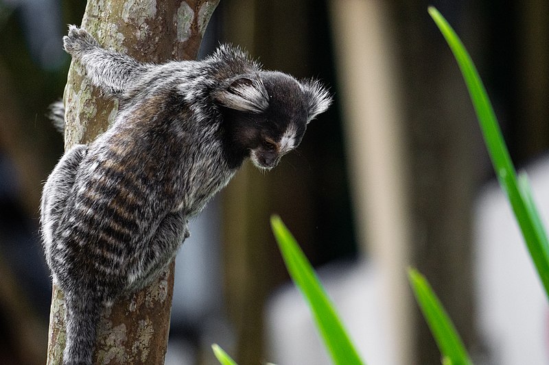 File:Macaco jardimangela.jpg