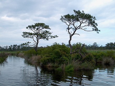 Pine trees are common in Currituck County, like these in Mackay Island National Wildlife Refuge.