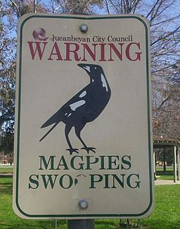 Magpie swooping sign