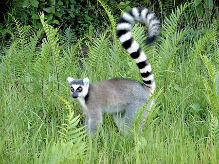 Hệ động thực vật hoang dã tại Madagascar