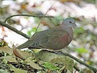 Dove, Malagasy Turtle Nesoenas picturata