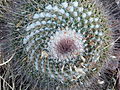 Mammillaria wagneriana