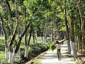 Man on Road at Malnicherra Tea Estate - Sylhet - Bangladesh (13007912923).jpg