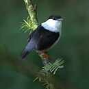 aves De Argentina