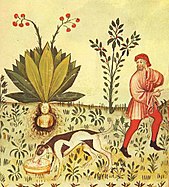 Illustration from the 15th-century manuscript Tacuinum Sanitatis detailing the beneficial and harmful properties of Mandrakes Mandragora Tacuinum Sanitatis.jpg