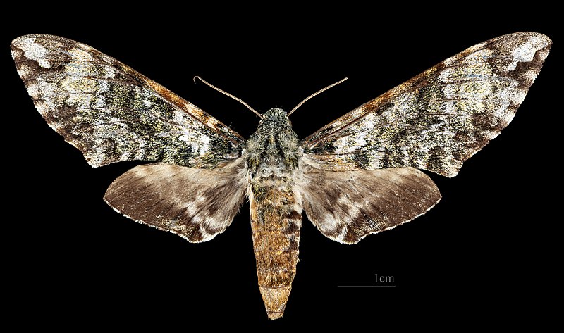 File:Manduca corallina MHNT CUT 2010 0 457 Catemaco Veracruz Mexico female dorsal.jpg