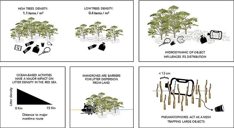 File:Mangrove forests as traps for marine litter.jpg