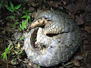 <span class="mw-page-title-main">Taiwanese pangolin</span> Subspecies of mammal