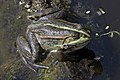 * Nomination Marsh frog (Pelophylax ridibundus) --Charlesjsharp 15:29, 18 July 2022 (UTC) * Promotion Good quality. --Ximonic 23:00, 18 July 2022 (UTC)