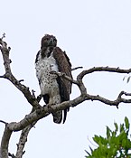 Martial Eagle (Polemaetus bellicosus) (33283166655).jpg