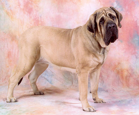 Fail:Mastiff_2.jpg