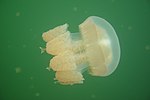 Thumbnail for Golden jellyfish