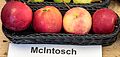McIntosh (Apfel)