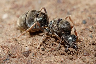 Koningin Iridomyrmex purpureus uit Australië