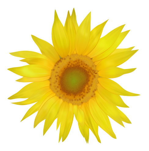 Mediawiki logo sunflower.svg