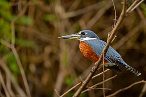 Male Kingfisher perching over a river to capture its prey Megaceryle torquata-Ringed Kingfisher.jpg