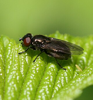 <i>Melanogaster hirtella</i> Species of fly