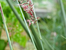 Melinis nerviglumis syn. Rhynchelytrum setifolium 1.jpg