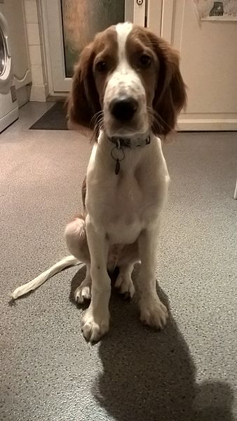 File:Merlin. A pedigree Irish Red and White Setter puppy. Three months old..jpg