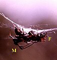 Fig.1 - Couple de Metepeira incrassata sur une nacelle de soie de la toile communautaire. F, femelle - M, mâle. Fortin de las Flores, Mexique.