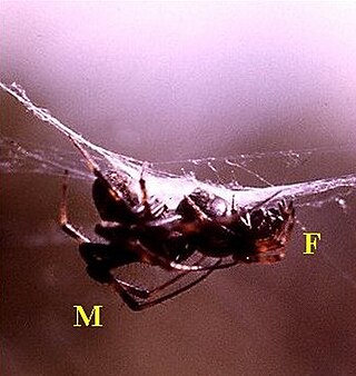 <i>Metepeira incrassata</i> Spider