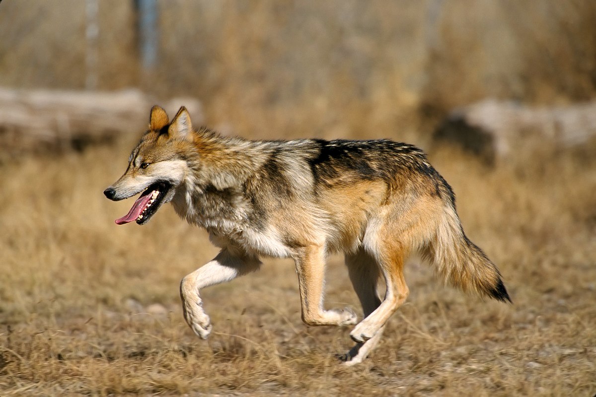 Mexican wolf - Wikipedia
