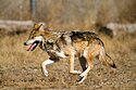 Mexican Wolf 2 yfb-edit 1.jpg