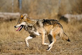 Ujku Meksikan, specia më e rrezikuar e ujkut në Amerikën Veriore
