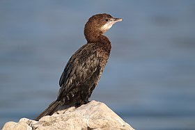 Microcarbo pygmaeus - Pygmy cormorant.jpg