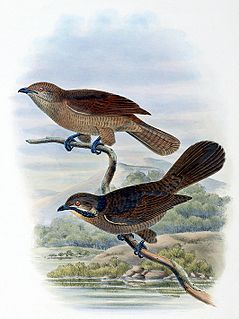 Dwarf koel Species of bird