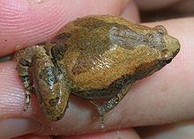 Specimen seen at Jalpaiguri(Berubari) Palash Ball MicrohylaOrnata1.jpg