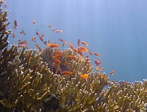 Feuerkorallen (Millepora sp.) im Roten Meer, darüber Fahnenbarsche