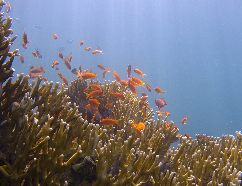 File:Millepora and Anthias.jpg