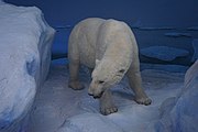 Polar Ice Pack: Polar Bear