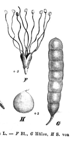 File:Mimosa bimucronata Taub69b.png