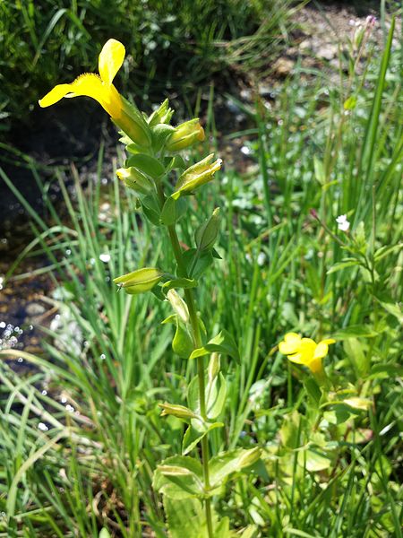 File:Mimulus guttatus sl5.jpg