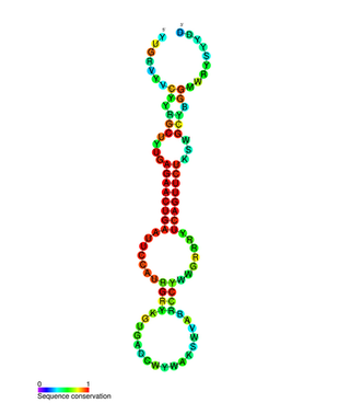 miR-146 Family of microRNA precursors