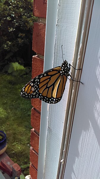 File:Monarch butterfly (Mr. Uppity) (29792889938).jpg