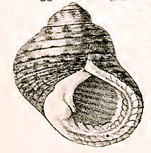 Monodonta australis 001.jpg