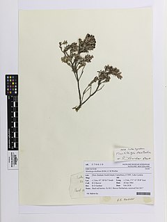 <i>Montitega</i> Genus of plants