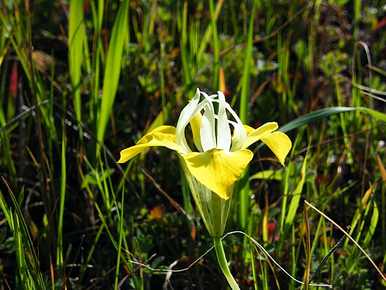 TÌNH YÊU CÂY CỎ ĐV 7 - Page 19 560px-Moraea_macronyx_flower