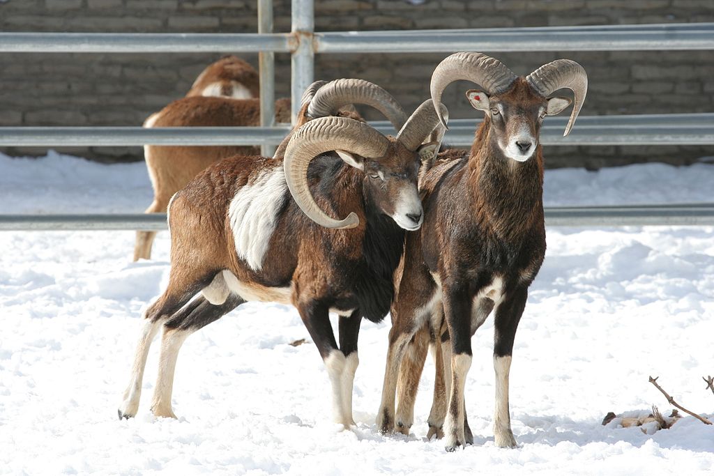 Mouflon in zoo.jpg